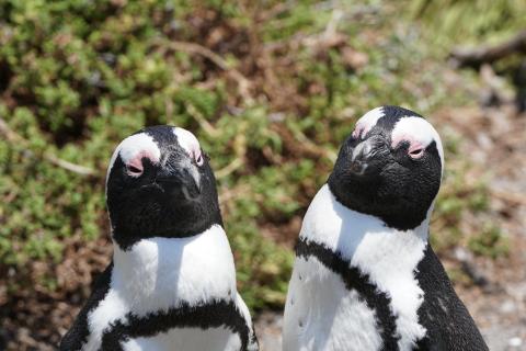 Pinguin Pärchen