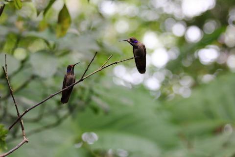 Turteltäubchen ähhh ...kolibris