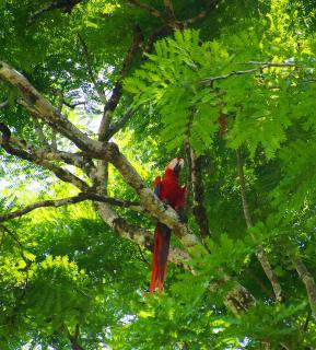 Hellroter Ara in Costa Rica