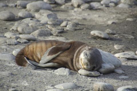 Pelzrobbe beim Mittagsschlaf