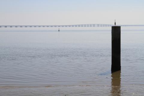 Fischreiher am Tejo