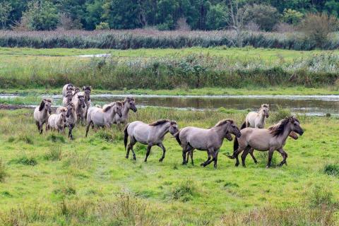 Koniks in der Geltinger Birk