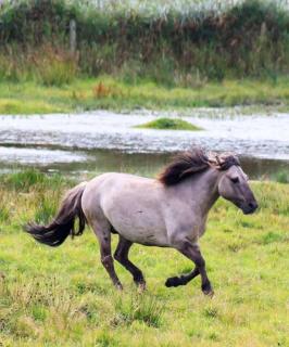 Gallopierendes Konik in der Geltinger Birk