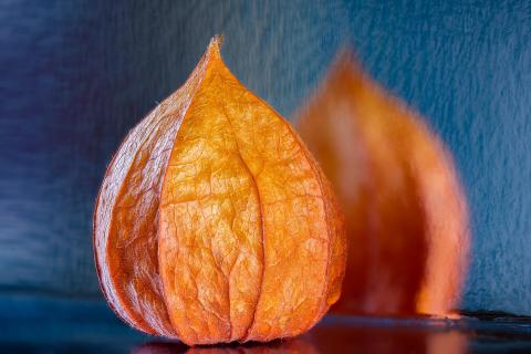 Physalis