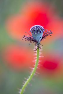 Mohn-Dance