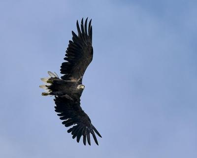 Seeadler 