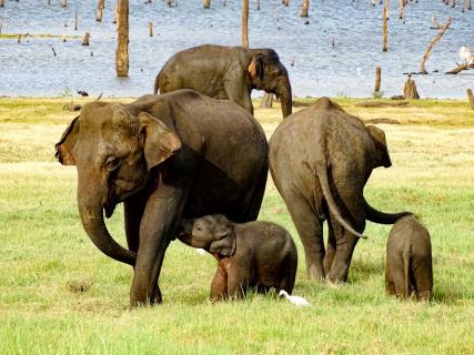Elefanten am Stausee