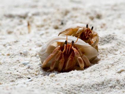 Begegnung am Strand