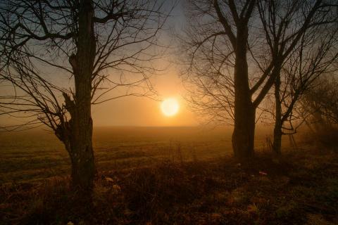 Baum im Nebel