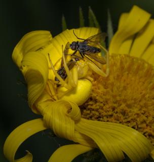 Krabbenspinne mit Beute