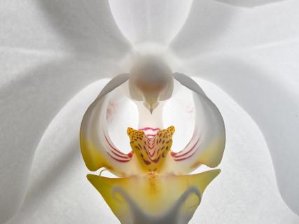  Phalaenopsis