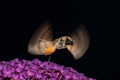 Taubenschwänzchen Flügelrotation
