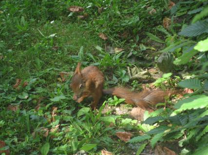 Eichhörnchen beim Knabbern