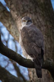 Vogel des Jahres 2015