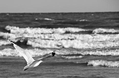 Möwe am Ontario Lake