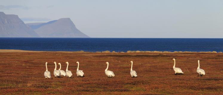 Schwäne beim sightseeing in Island