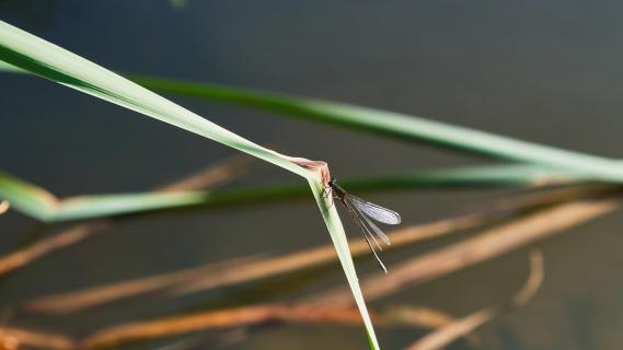 Libelle