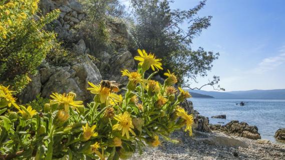 Biene am Meer