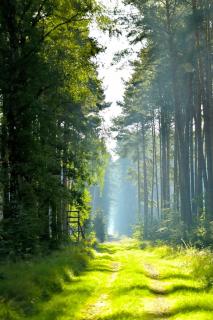Ein Morgen im Wald