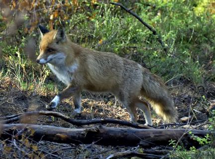 Fuchs