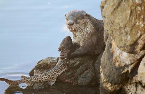 Otter mit frischer Beute