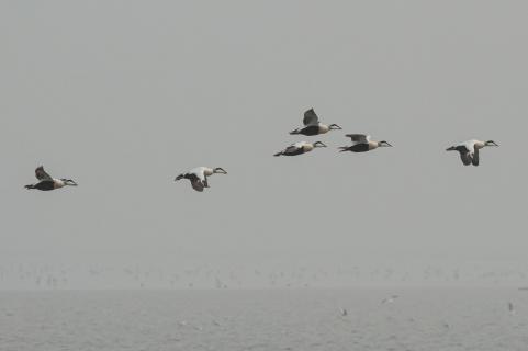 Seevögel über der Nordsee