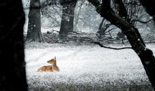 Bambi im Schnee