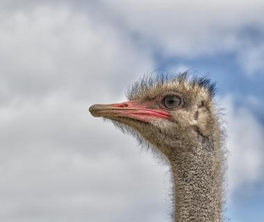 Ein komischer Vogel