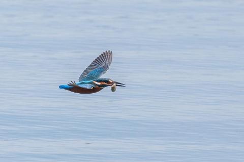 Eisvogel mit Fisch 4375