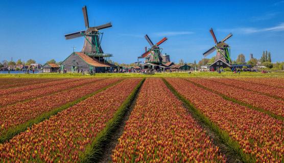 Tulpen und Windmühlen 