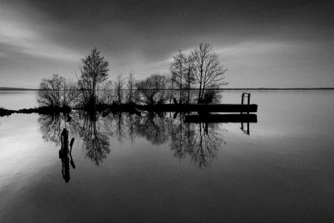 Bäume im Wasser
