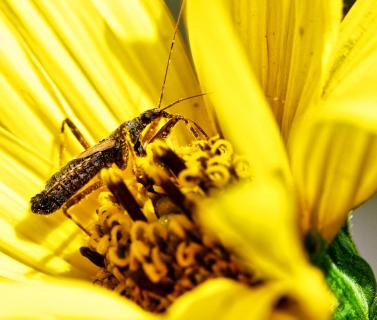 Insekt im Pollenpolster I