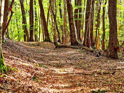 Waldweg