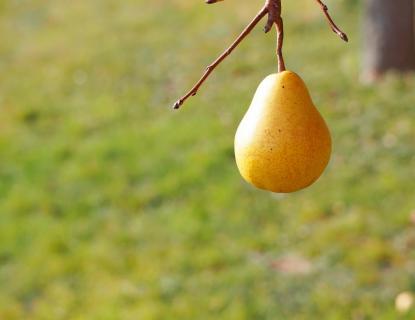 Süße Frucht