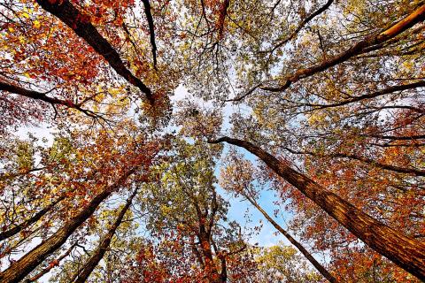 Goldener Herbst