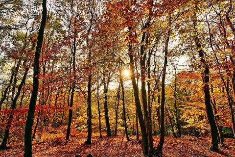 Herbstwald