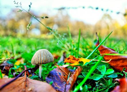 Kleiner Pilz in großer Wiese