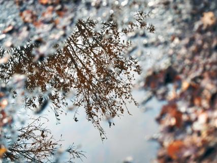 Spiegelung in einer Wasserpfütze