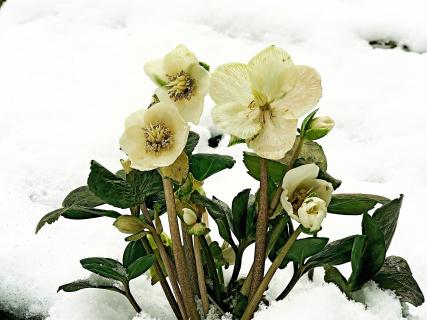 Blütenzauber im Schnee