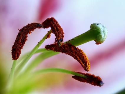 Pollen und Stempel