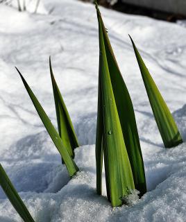 Lanzen im Schnee