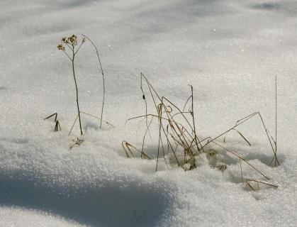Gräser im Schnee