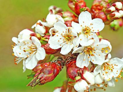 Kirschblüten