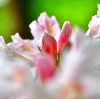 Rhododendron 