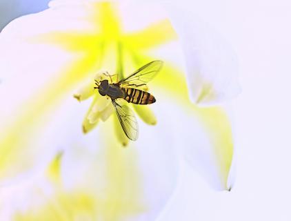 Schwebfliege in einer Yuccablüte