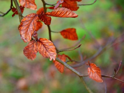 Herbstfarben