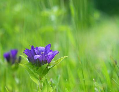 Knäuel Glockenblume