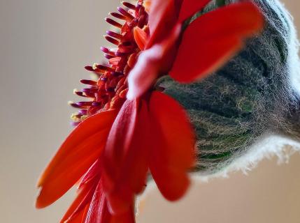 Gerbera