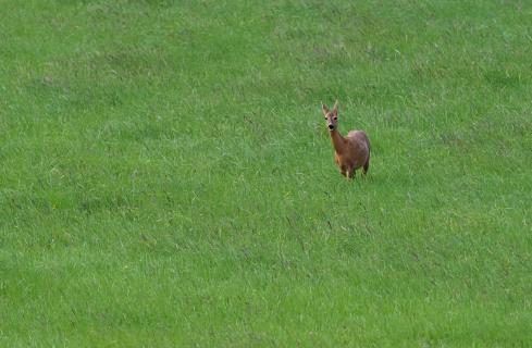 Einsames Reh in der Wiese