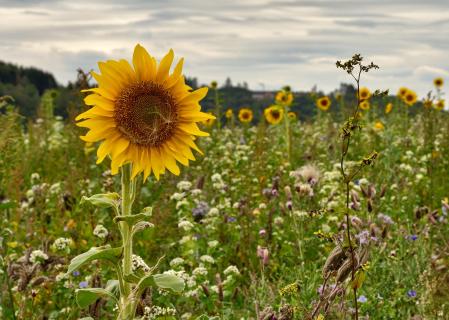 Im Sonnenblumenfeld